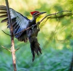 Woodpecker Ed