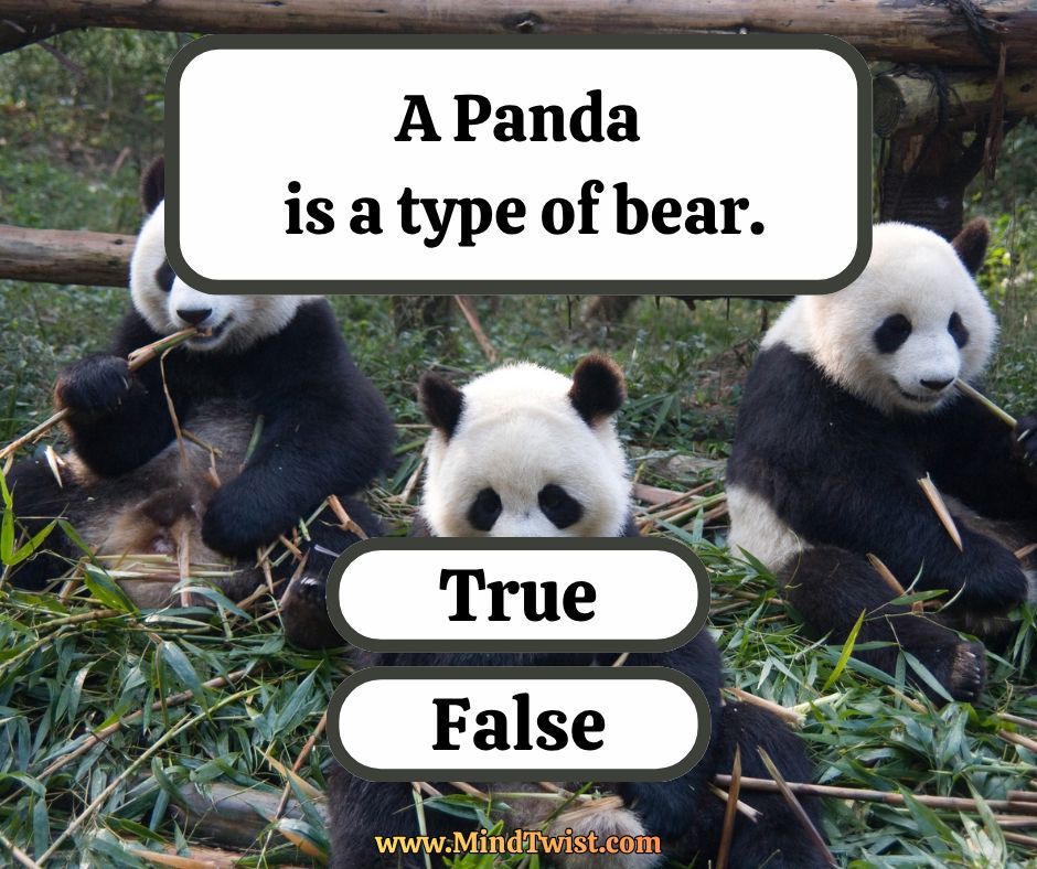 QuizTime: Are you a real panda lover? Time for a test! What is the