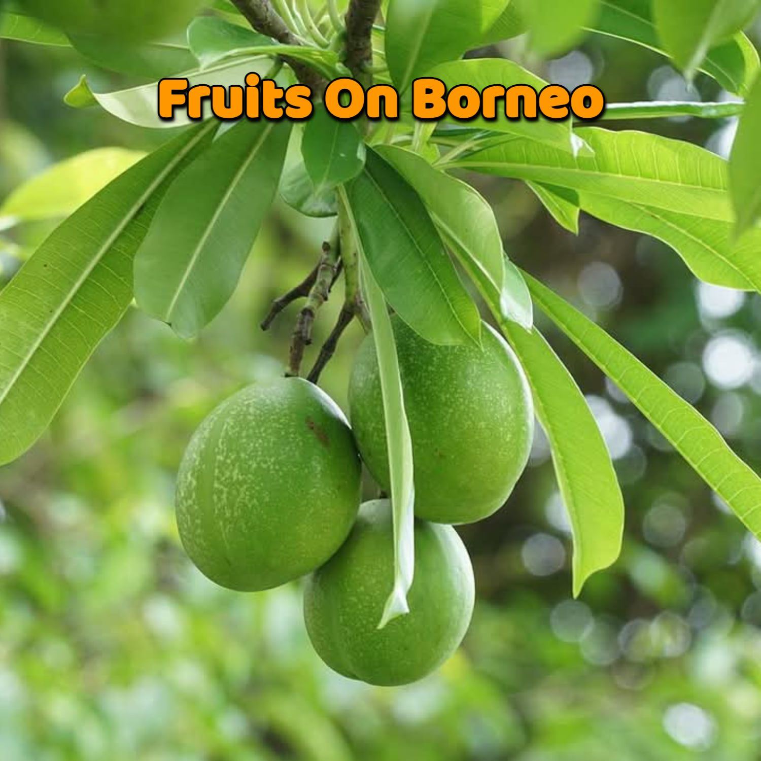 Rubber tree 😱😍😍😍 | Fruits On Borneo