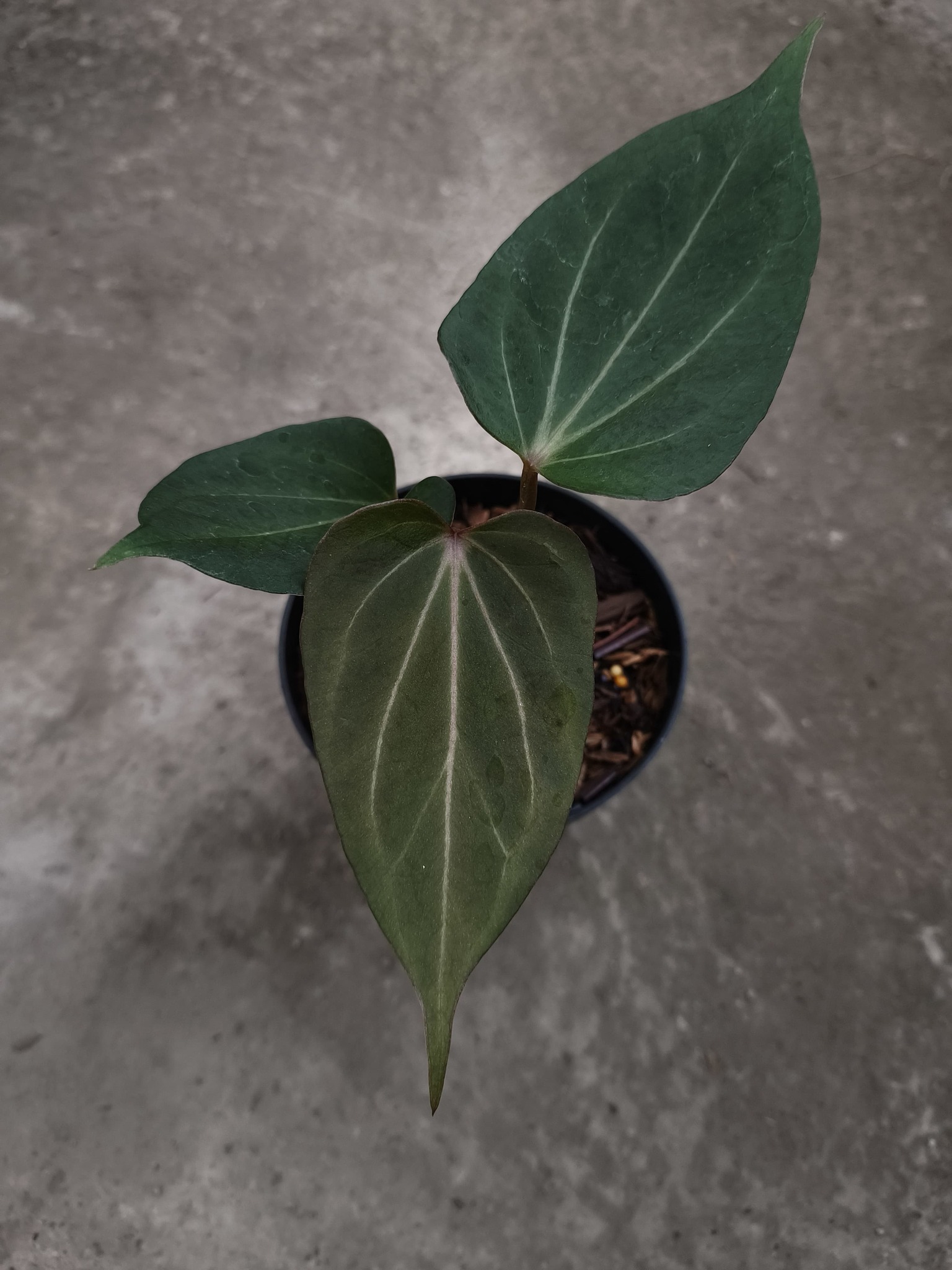 Available for sale🌱 Anthurium KOS butterfly