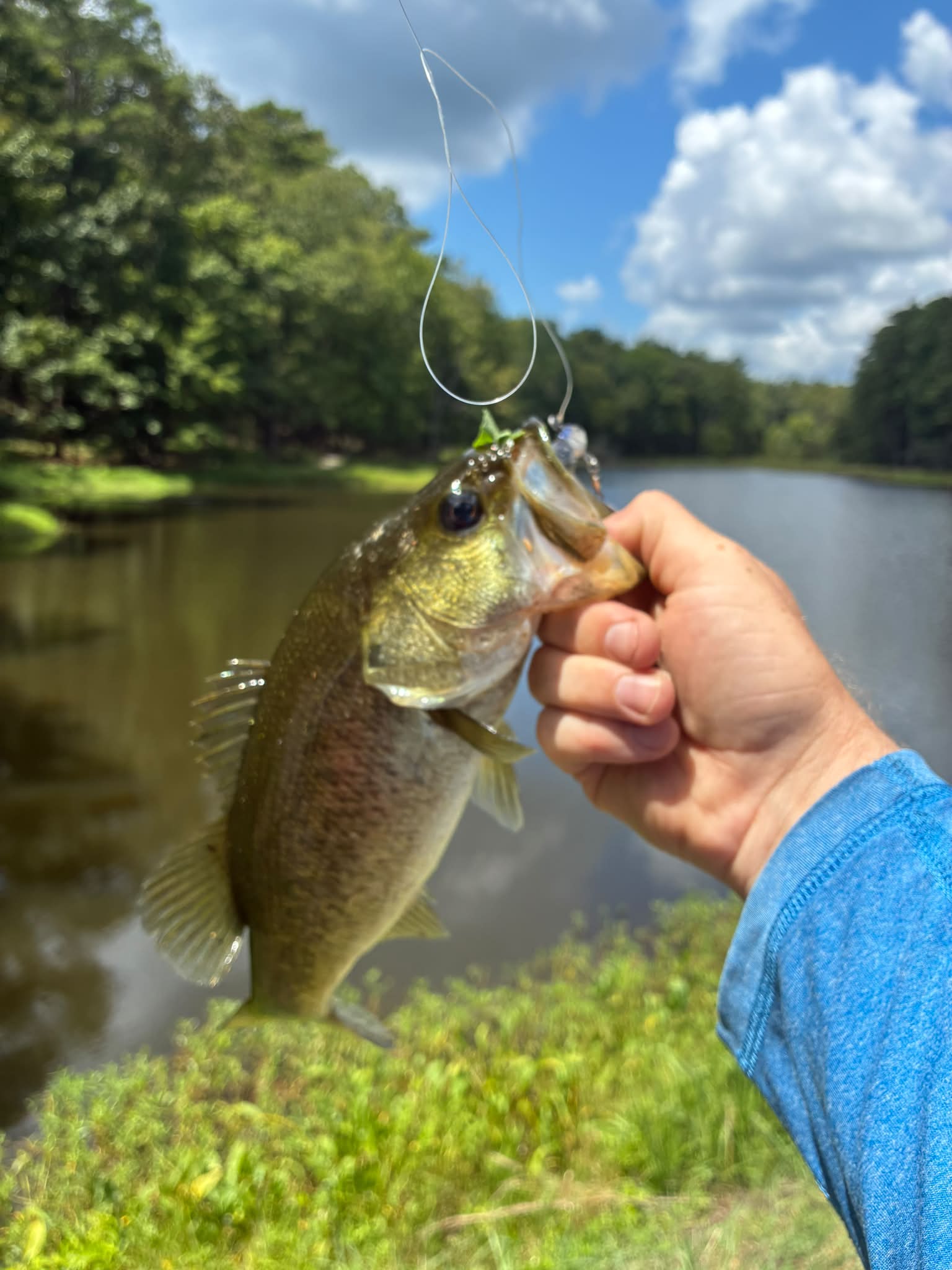 bass fishing with bluegill lure Fin-SANITY Lineup – Tackling The Water anal fin Daiwa Bass Lure Gillnado 70F