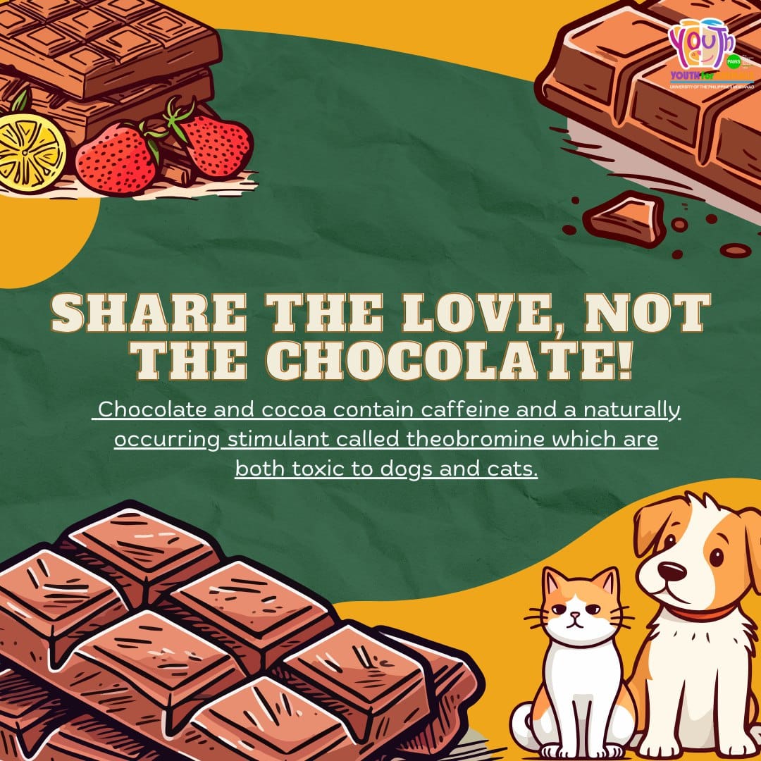 Youth Keep chocolates out of paws reach Cats and dogs are both