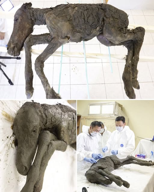 A stunning discovery in Siberia has amazed scientists—a 42,000
