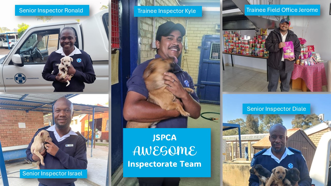 Johannesburg - The role of a JSPCA inspector As a JSPCA Inspector, your ...