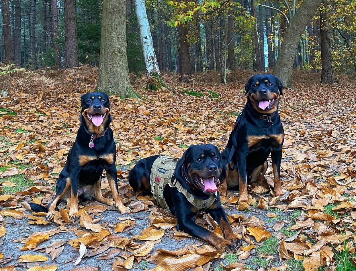 Rottweiler puppy home