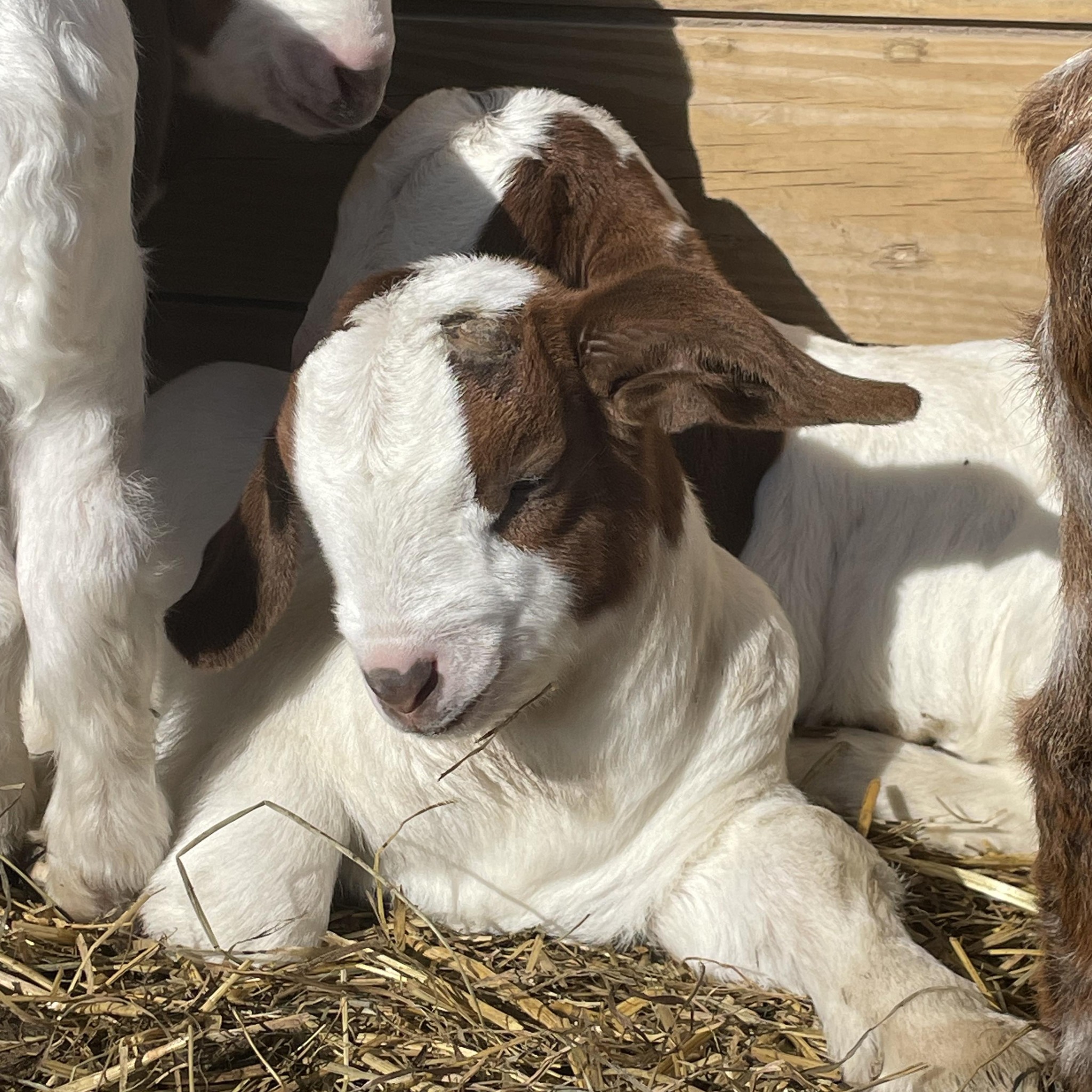 If you need me I’ll be in the barn #BabyGoats | Sandy Ridge Ranch Boers ...
