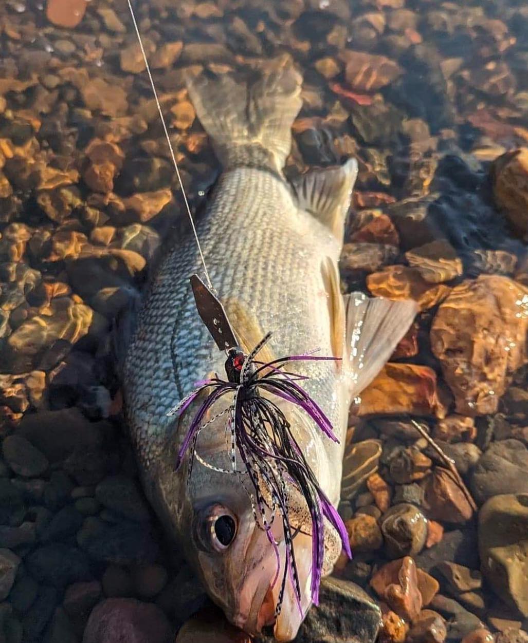 bude breakwater lure fishing Bidjiwong 200 Surface - Murray Cod Topwater Bait Those who have fished for