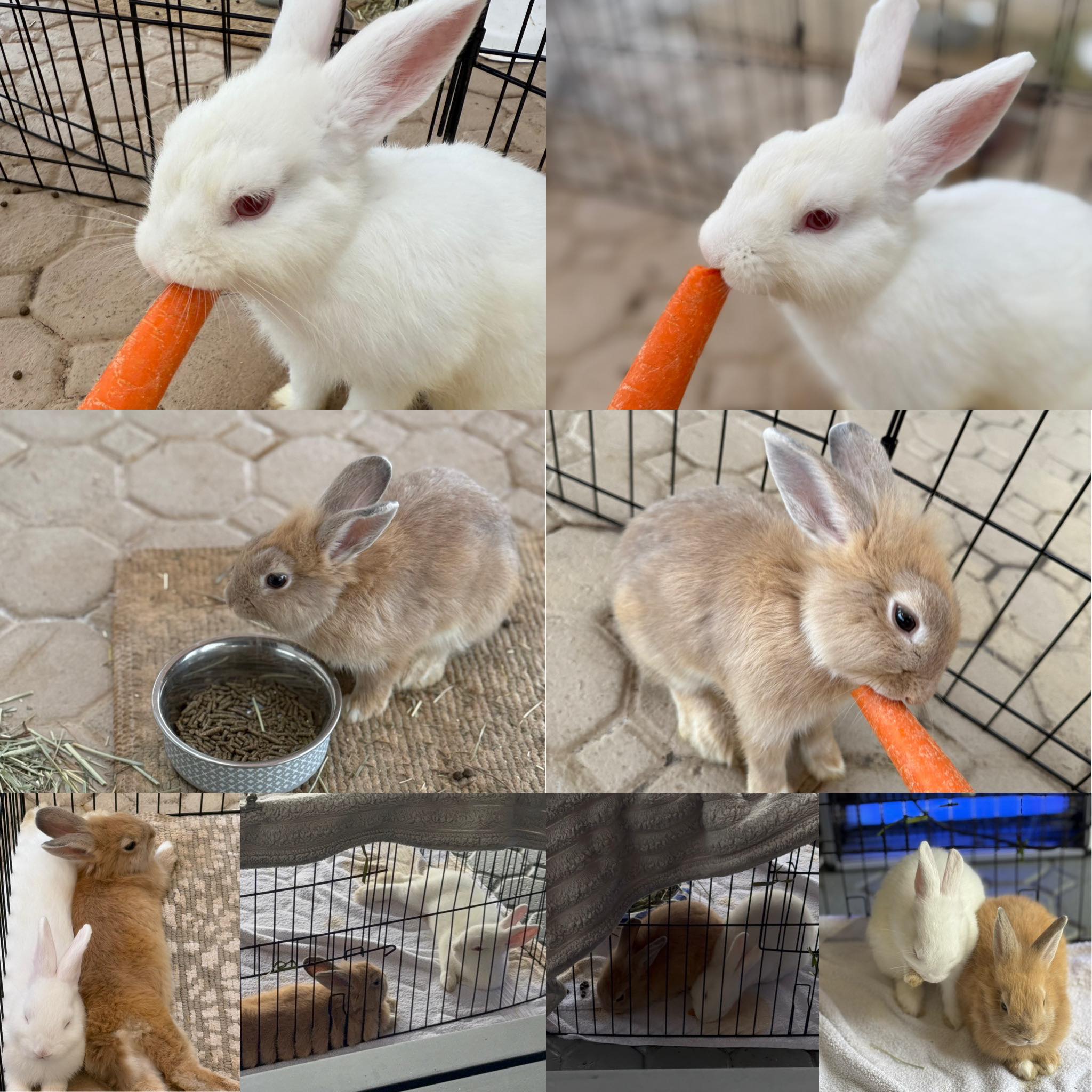 SWMO Rabbits For Sale, Trade, Free... | Facebook
