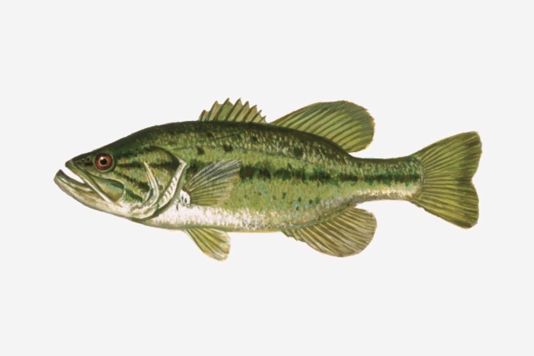 Katchin’ - 🎣 Kentucky Bass Fishing Checklist (Largemouth & Smallmouth ...