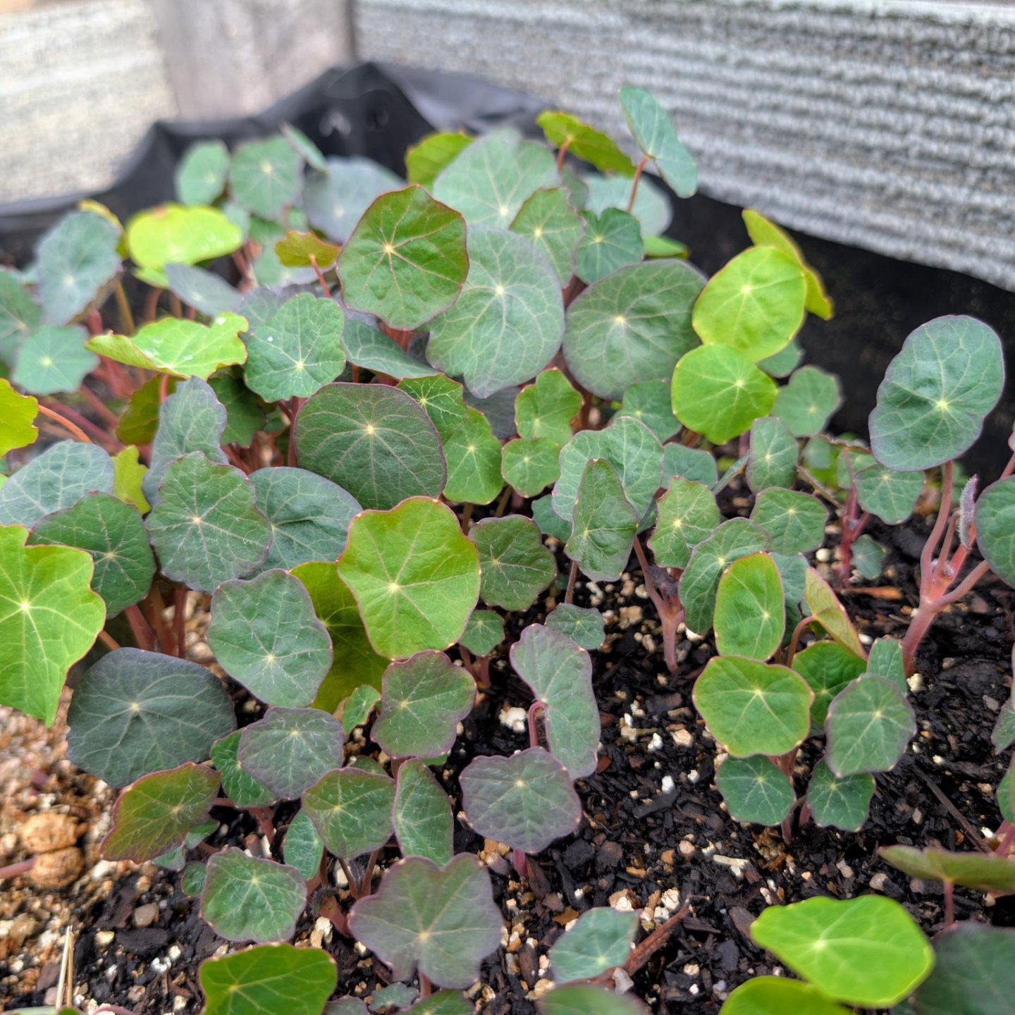 Little Roots Farm - Microgreens Hobart | Acton Park TAS