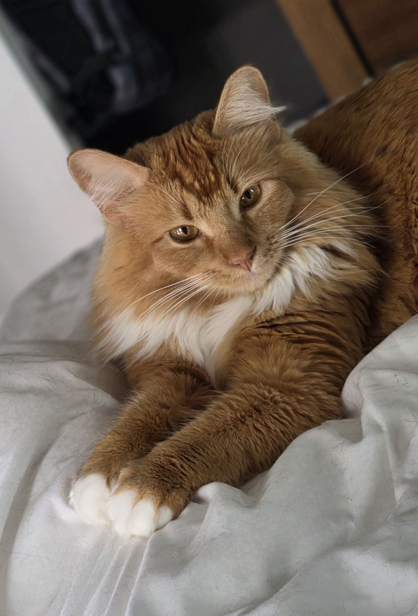 Cute orange cat Kiwi The Kitty XO contemplates mischief on Furriday