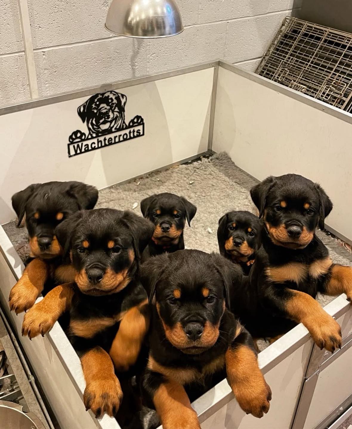 Rottweiler puppy home
