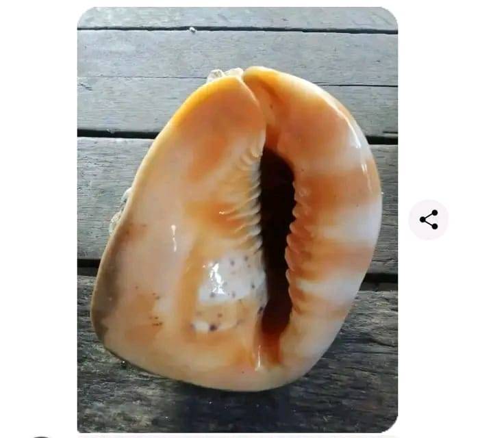 Png/Jayapura conch shell buyer | We also buy this deer shell, it's very ...