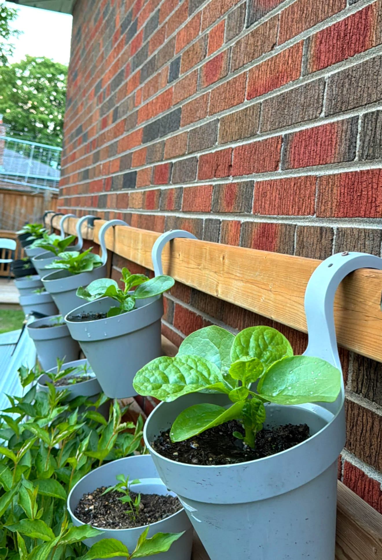 What kind of plant grows on walls?