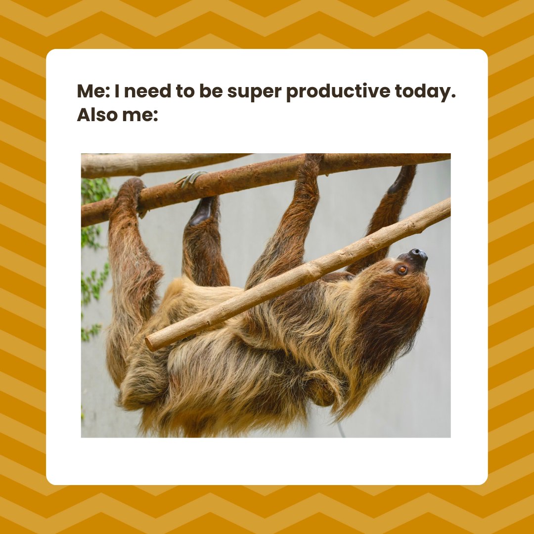 🦥 Happy International Sloth Day! 🦥 Are... - Ginger Bucks Ltd | Facebook