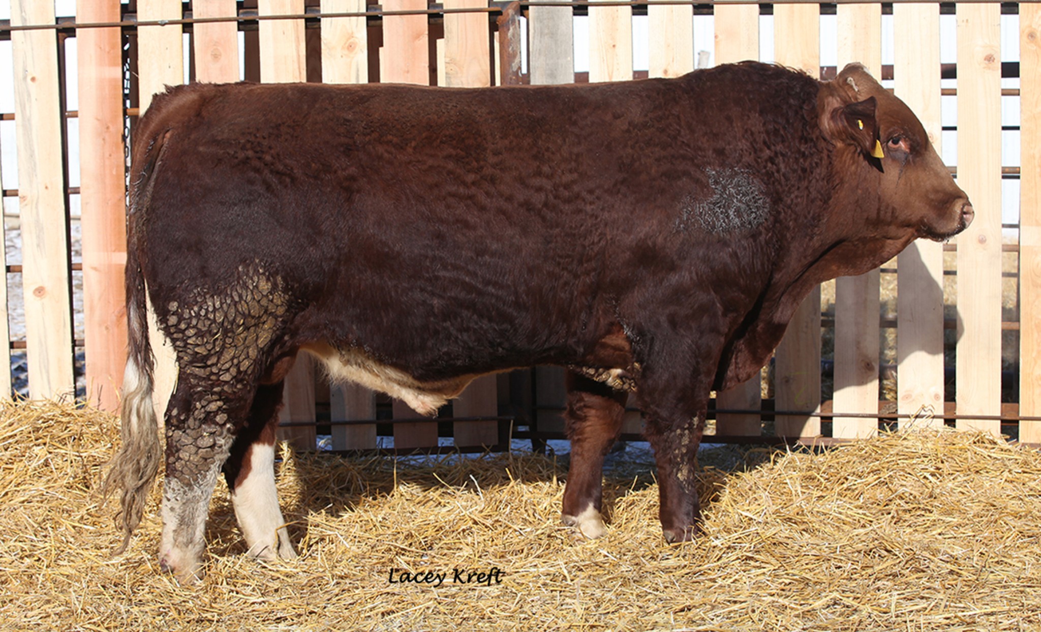 Rugged R Cattle Co. | Wisner LA