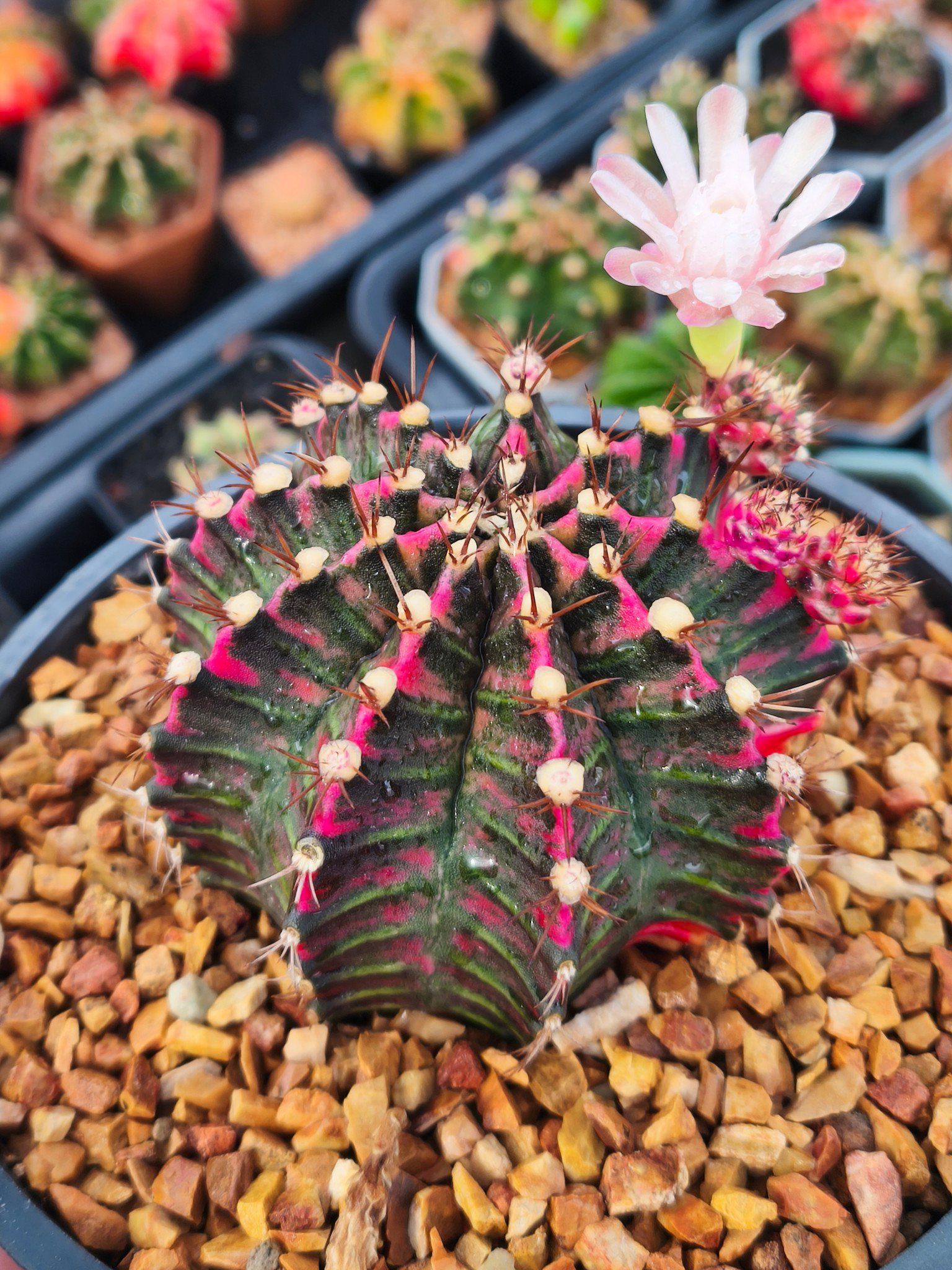 Pink Diamond 💗💓💕 One of our mother plant
