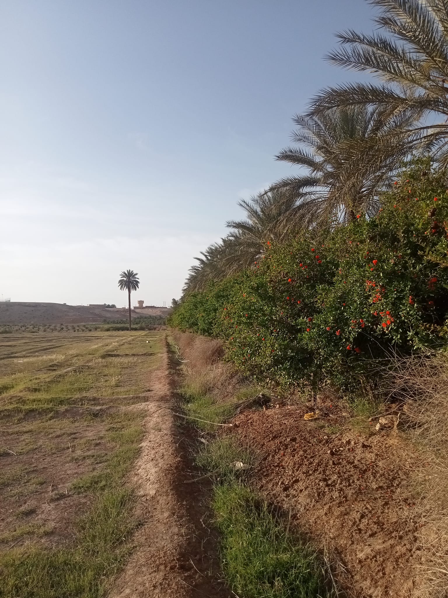 الصفحة الرسميةللشيخ عمر جباري