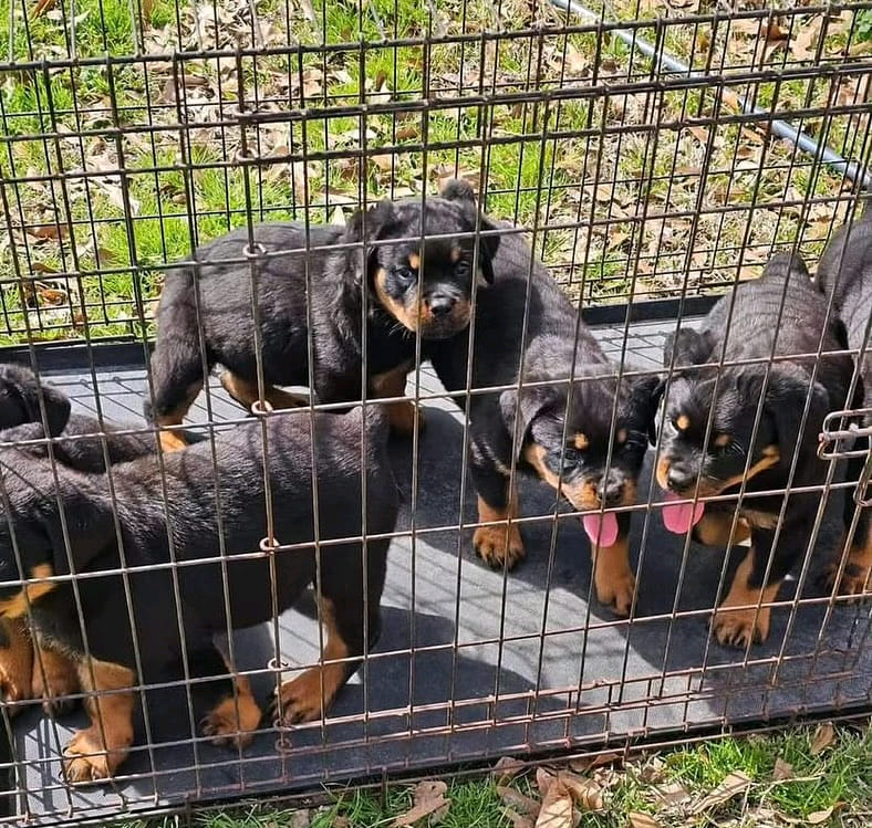 Rottweiler Rose Adoption
