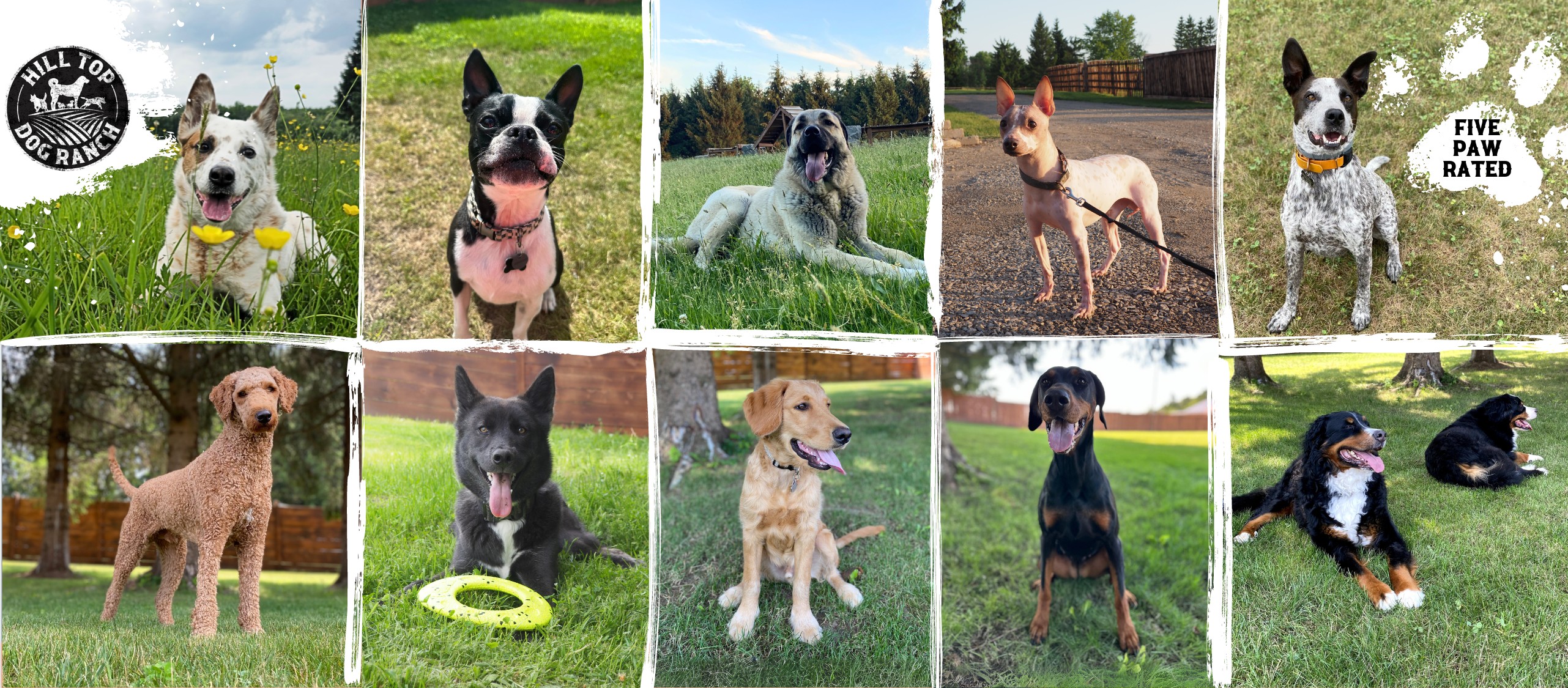 Hill Top Dog Ranch | Marion NY