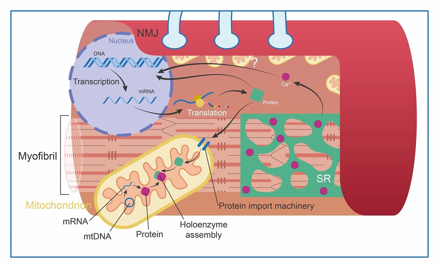 CareerzApp - 💪 Inside a Muscle Fiber: The Power of Coordination Ever ...