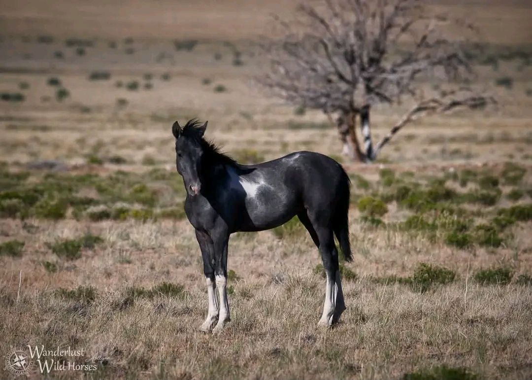 Sixpence, a young wild horse, grows in confidence and color