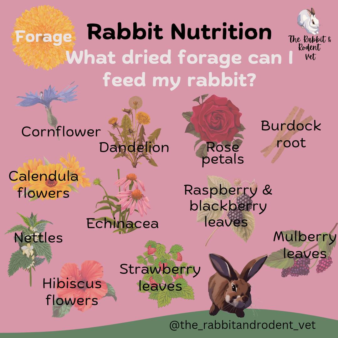 Rabbits Australia