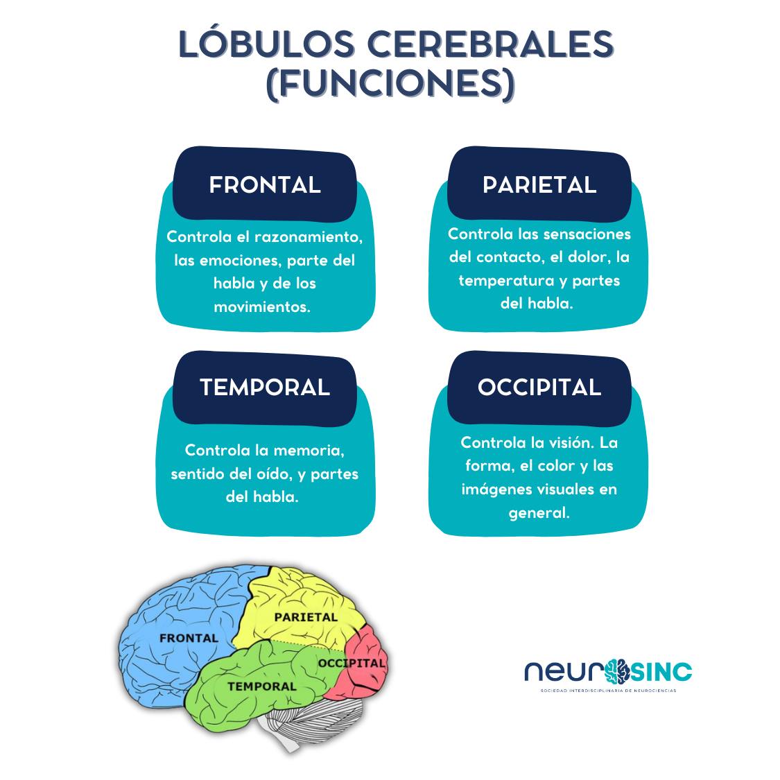 Neurosinc - El cerebro se divide en 4 lóbulos: 🔵Frontal: Controla el ...