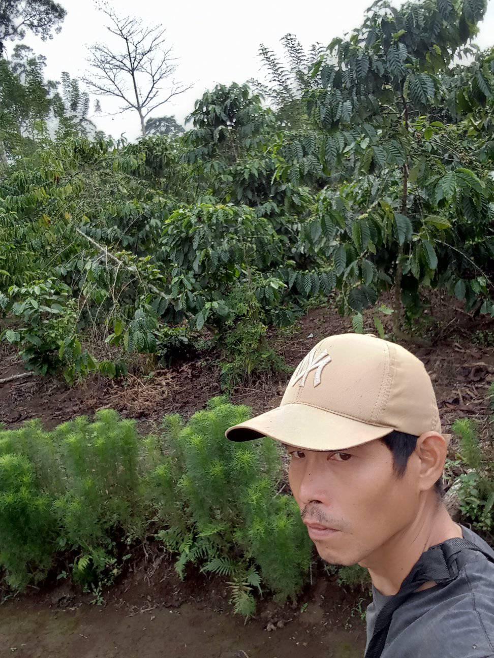 Gerup pekebun kopi