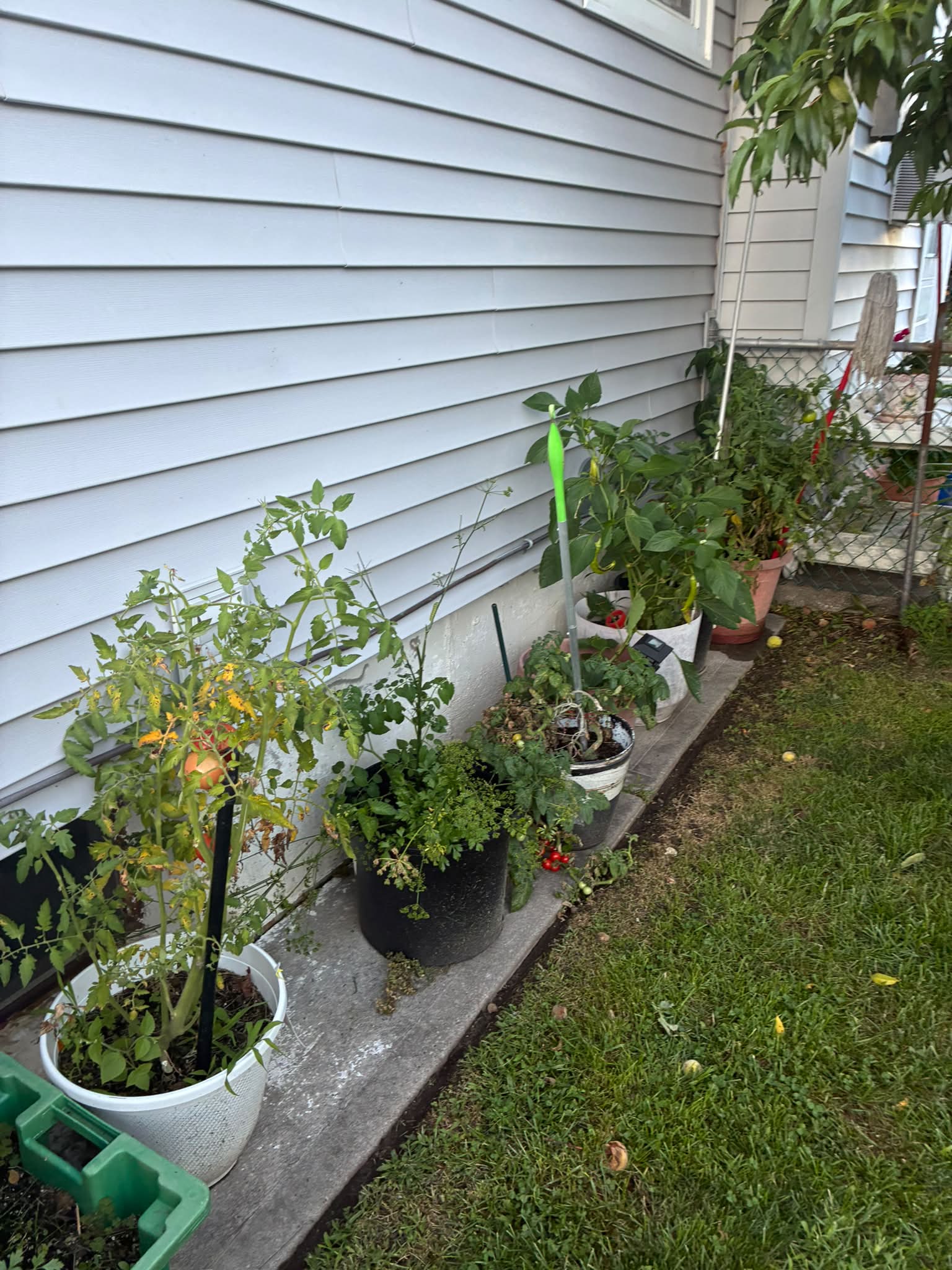 My garden