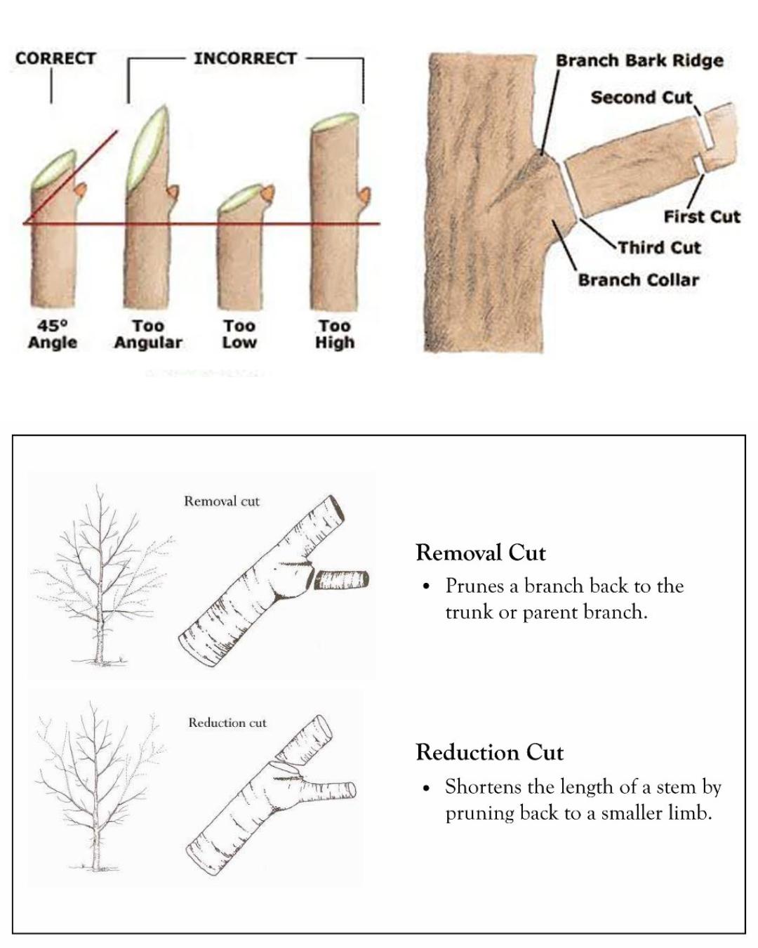 How and When to Prune Trees and... - Garden growth tips