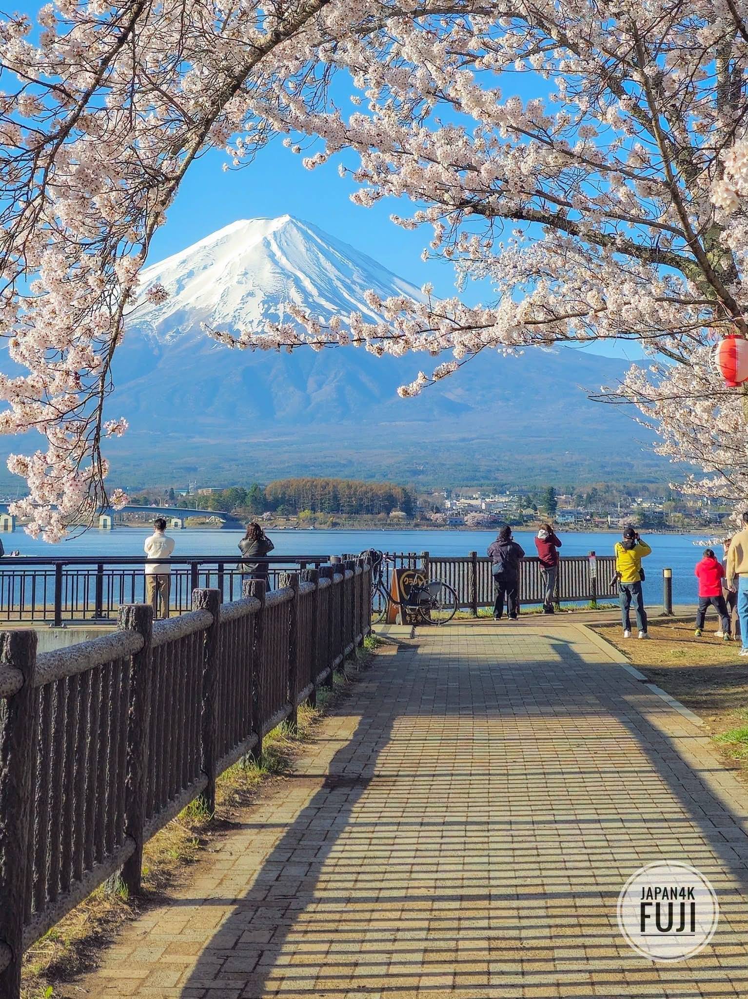 Springtime views of Mount Fuji in Japan