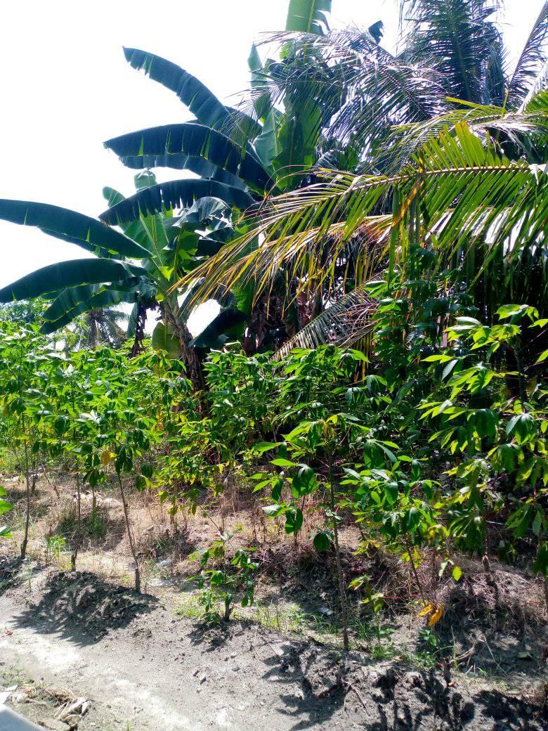 Jual beli hp rusak/bagus Pantai Labu sekitar | Facebook
