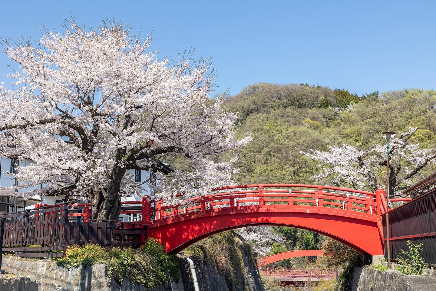 みどり市観光協会 - . ｜桜｜ながめ公園｜2024.04.10｜ 🌸現在の状況｜満開 🌸見頃予想｜〜4月上旬 .... | Facebook