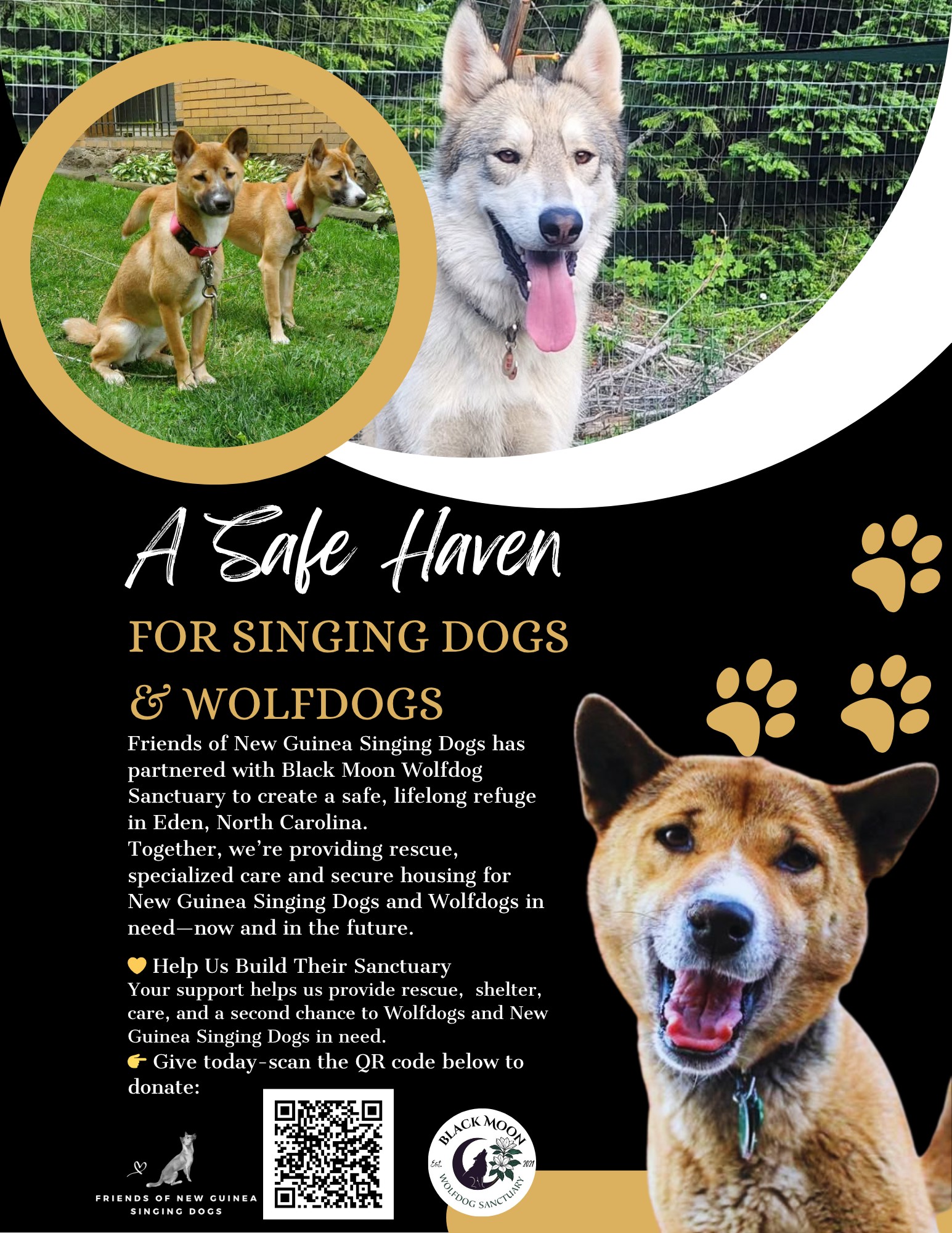 Big News from Friends... - Friends of New Guinea Singing Dogs | Facebook