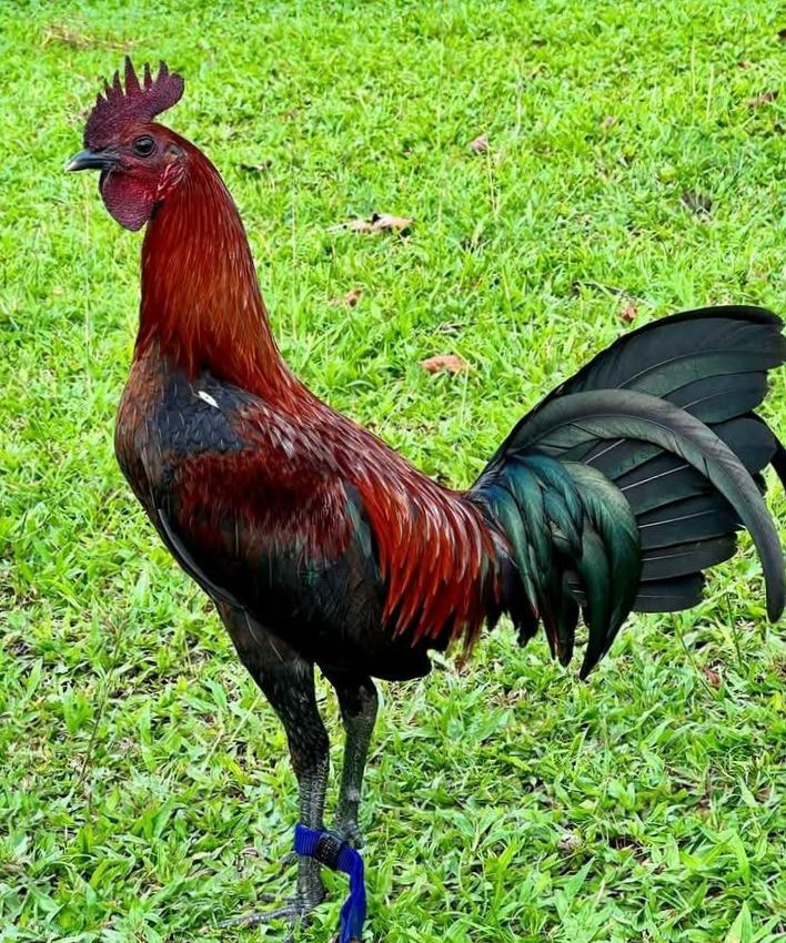 Edwin Ferrer