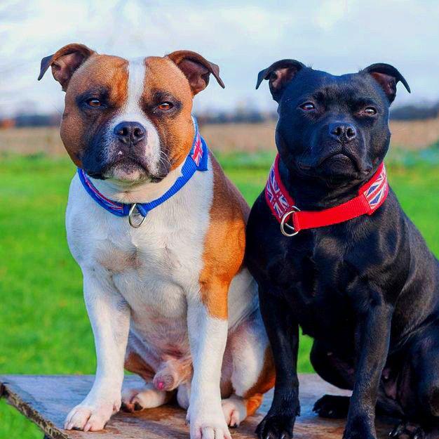 You can get order it... - Staffordshire Bull Terrier Lovers | Facebook