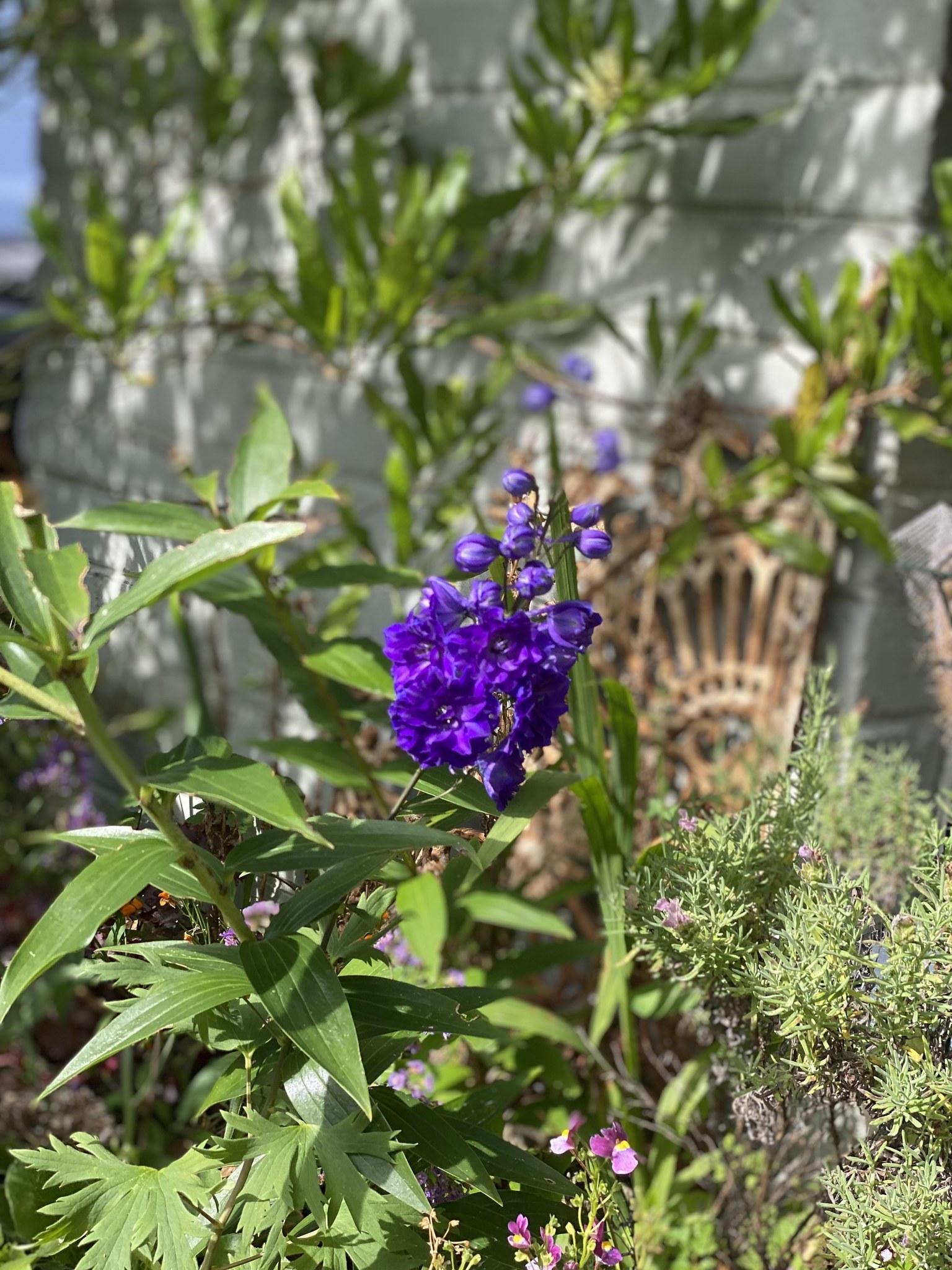 Dunedin Property Services | Dunedin