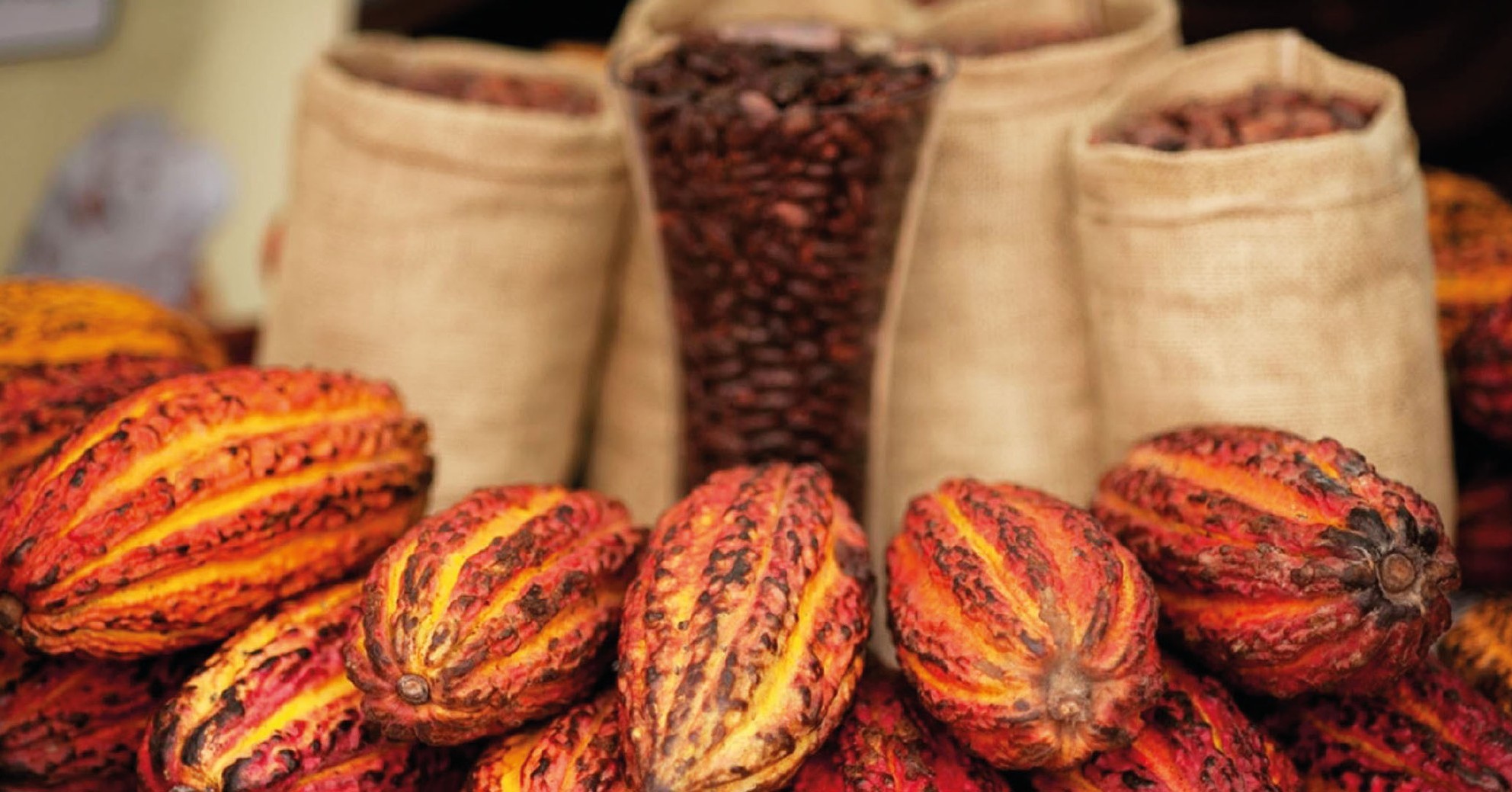 Nouk Cacao