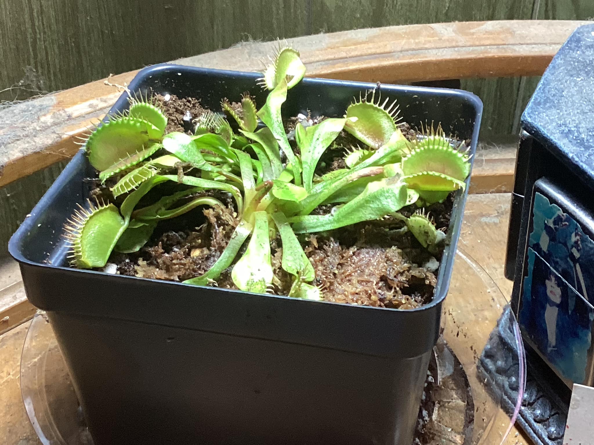Can Scotts Disease Ex help enlarged and strengthen Venus flytrap?
