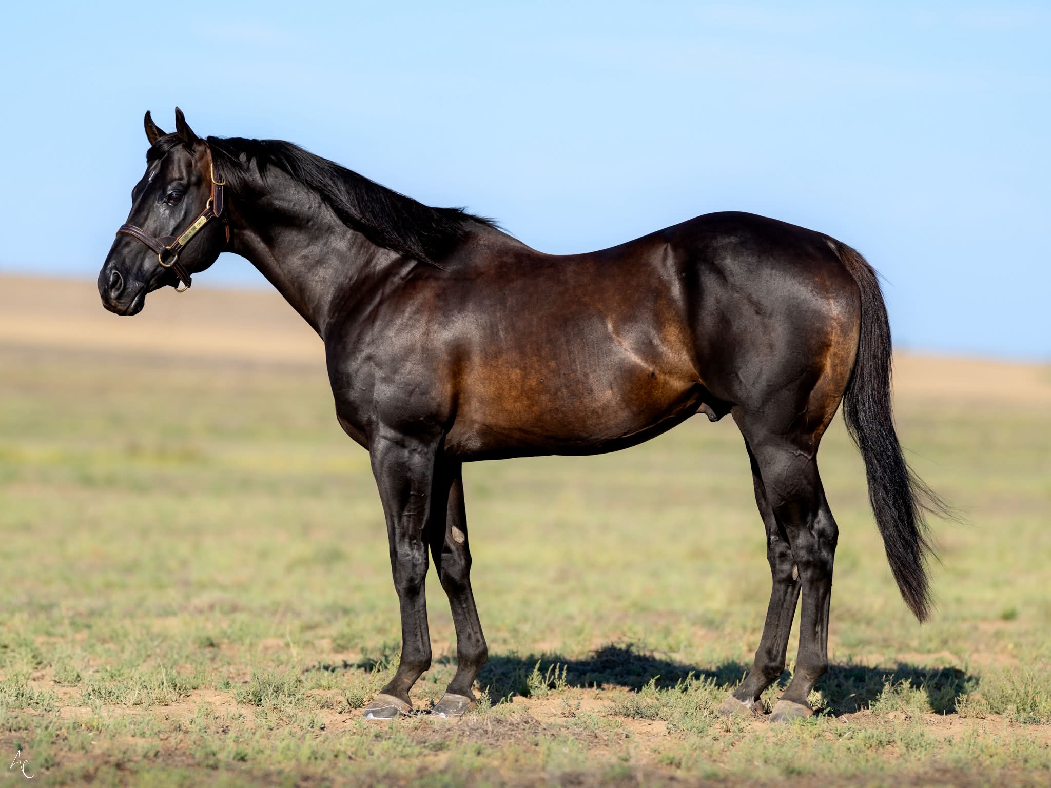 Now is the time to start shopping for the perfect stallion for