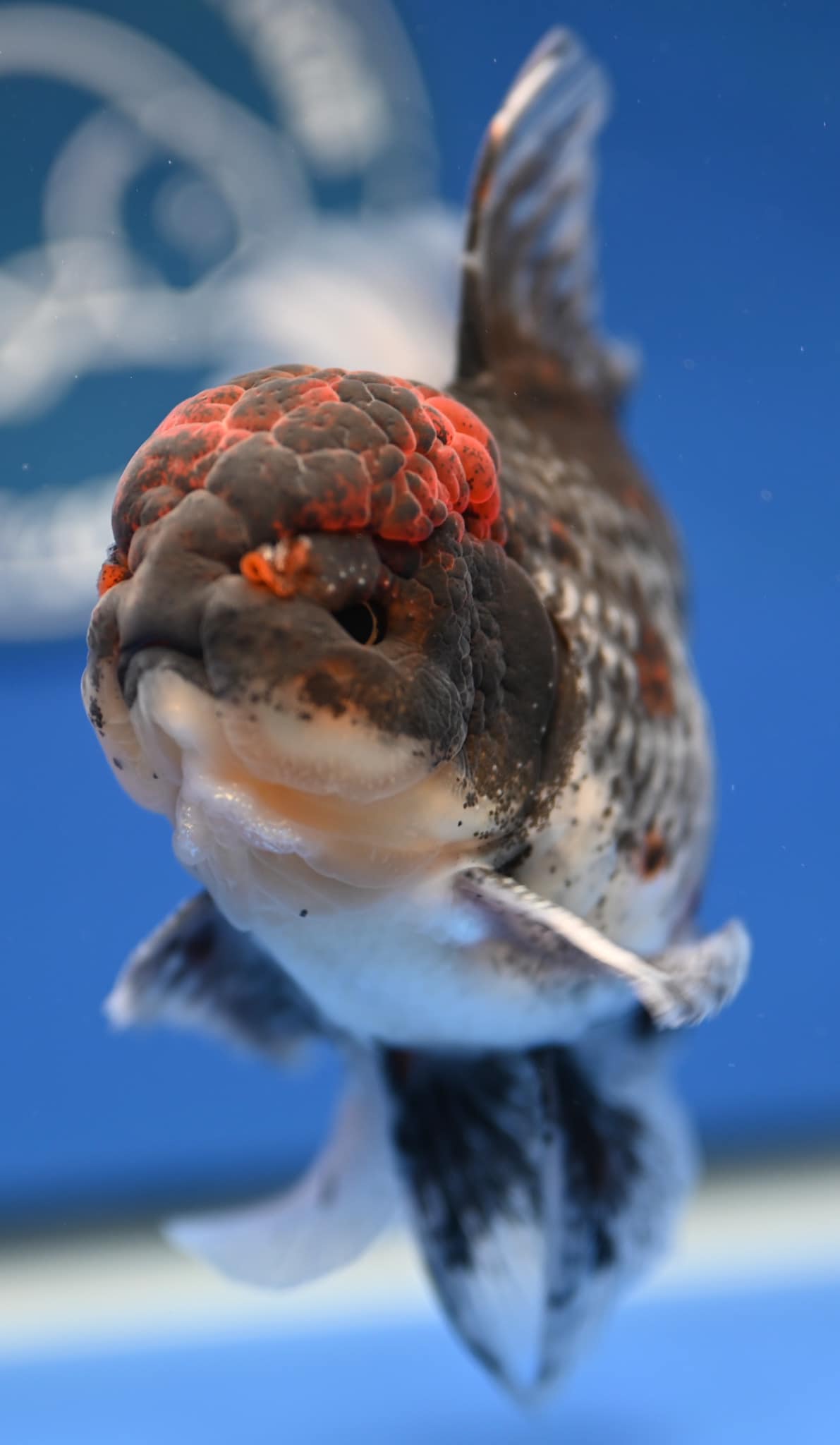 🔥🔥 This fish is fire 🔥 🔥... - Kaiju Goldfish USA