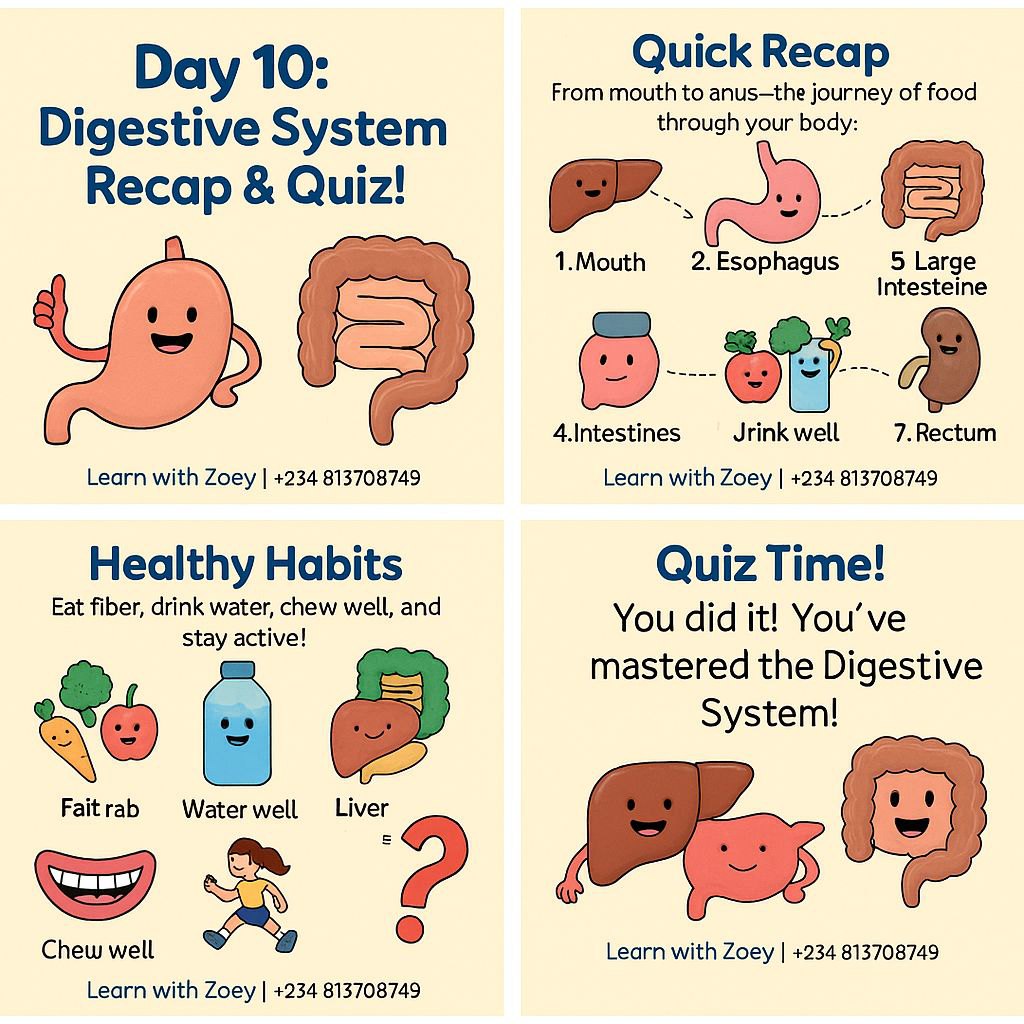 Tutoring | Digestive System Recap & Quiz Time | Facebook