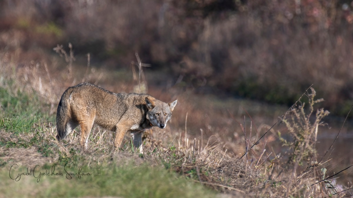 OBX Wildlife - Meet critically endangered Red Wolf 2225F.... | Facebook