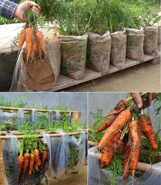 Everyday - Carrots in Hanging Bags & Bamboo Racks Vertical gardening ...