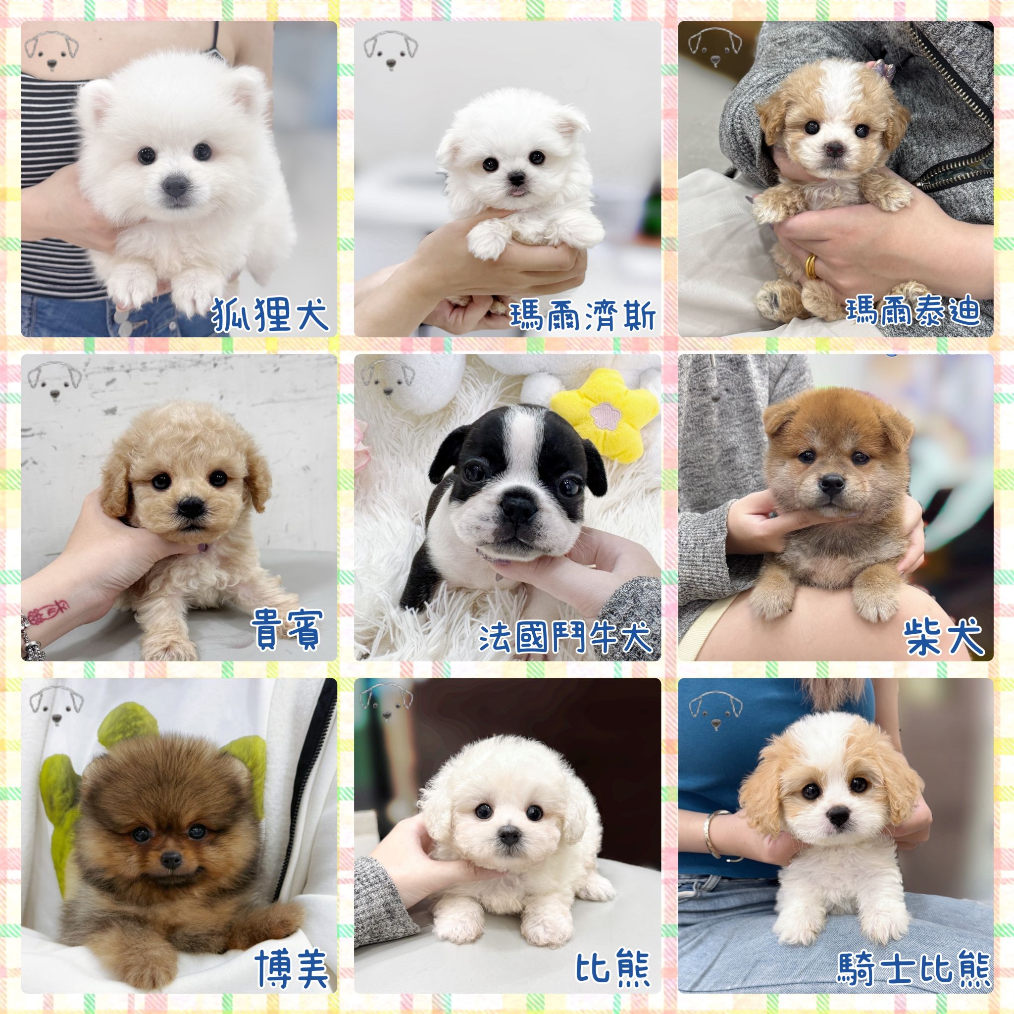 泰迪幼犬寵物店犬舍 | Tainan