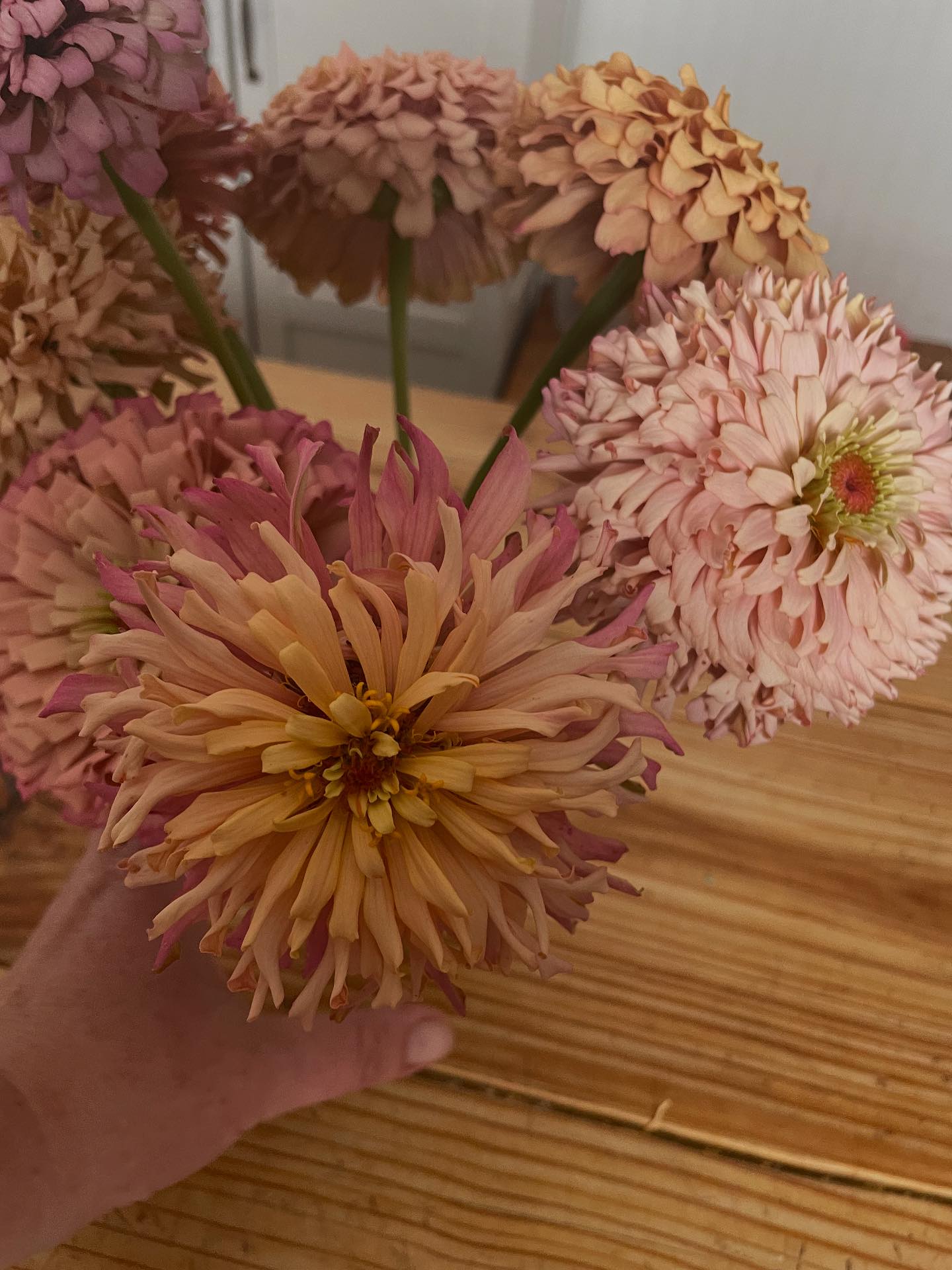 Rene Claire Flower Farms | Maplewood MO