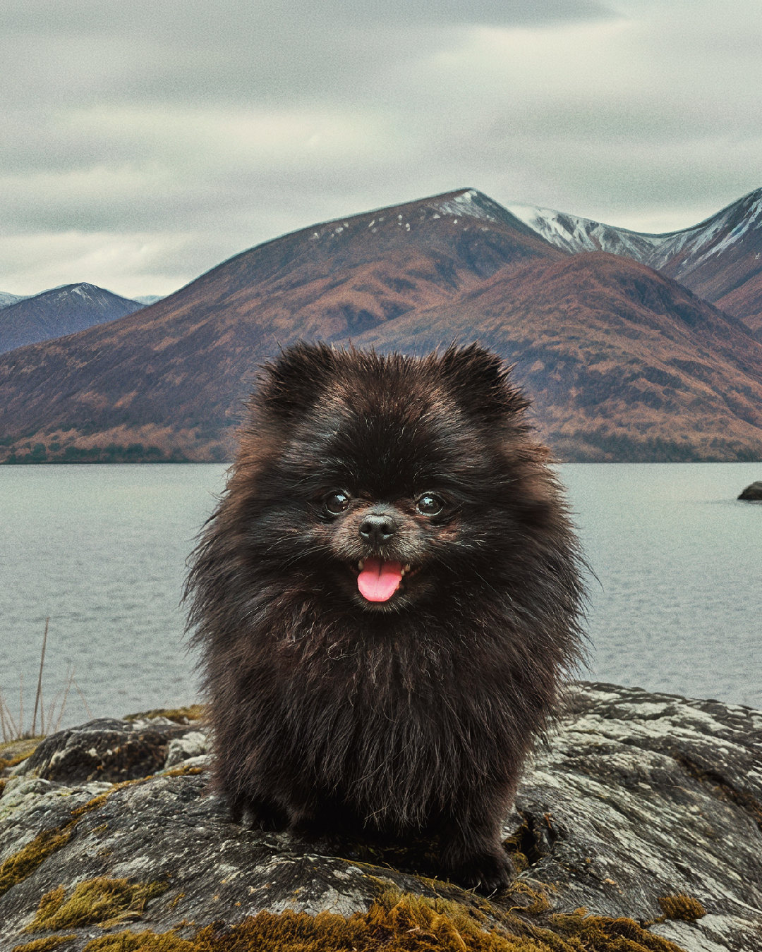 He knows exactly what he did. Look at that face 😂 #Pomeranian # ...