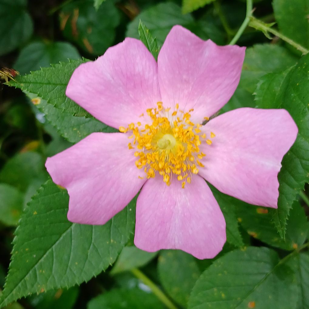 プレイリーローズ Identifying wild rose species in Ohio