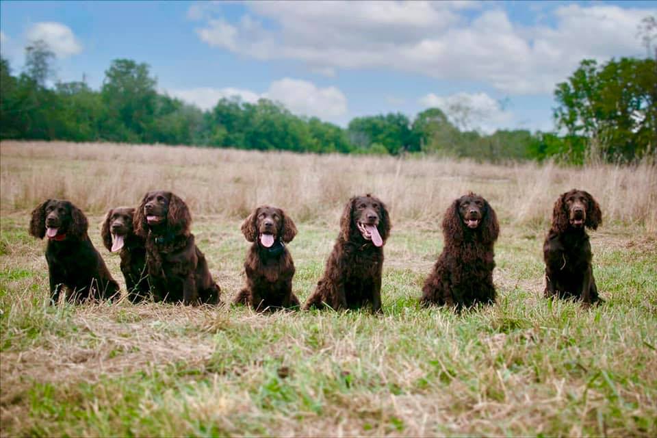 Boykin Spaniels in Rescues or Shelters | Facebook